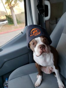 911-restoration-dog_n Orange County
